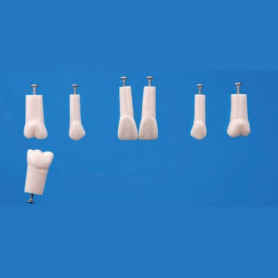 A12AN-200, Endodontic Tooth Model No. 14