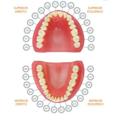 Pronew Student Tooth Refill, LL4/34, First Premolar